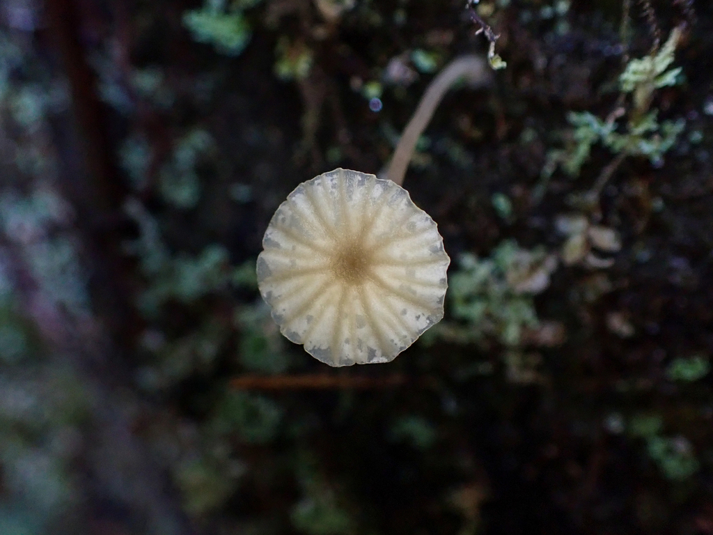 Lichenomphalia ericetorum · March 2026 · photo: © antrozousamelia (iNaturalist, cc-by)