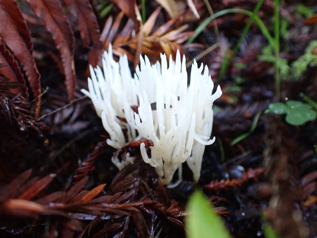 Clavaria fragilis · March 2026 · photo: © antrozousamelia (iNaturalist, cc-by)