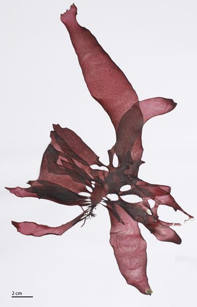 Rhodoglossum gigartinoides