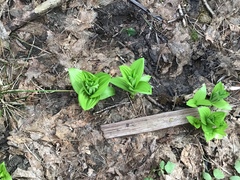 Veratrum californicum