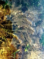 Acanthophora