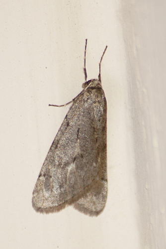 Spring Cankerworm Moth photo 4