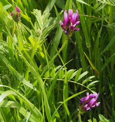 Astragalus callichrous