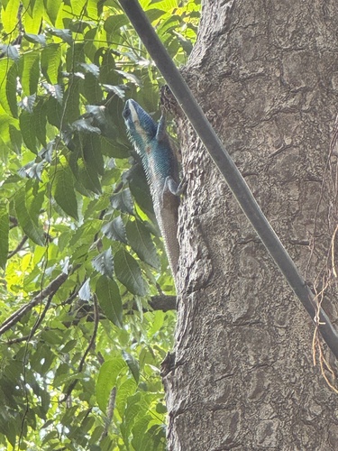Siamese Blue Crested Lizard