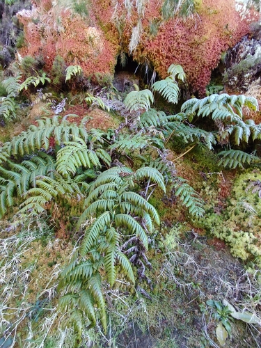 European chain fern (Woodwardia radicans)