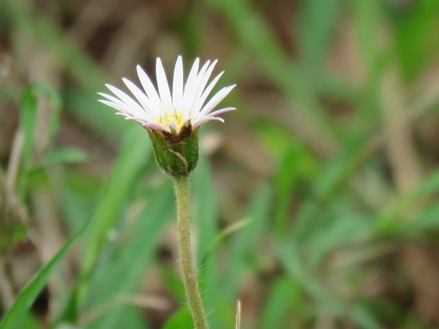 Butter Gerbera (Gerbera ambigua)