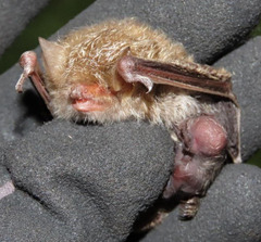 Lesser Woolly Bat photo 2