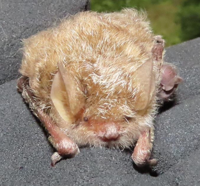 Lesser Woolly Bat