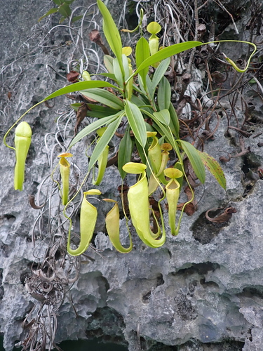 Nepenthes treubiana