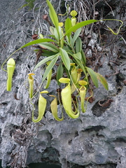 Nepenthes treubiana