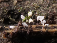 Antinoa pulchella