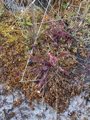 Drosera villosa A.St.-Hil.