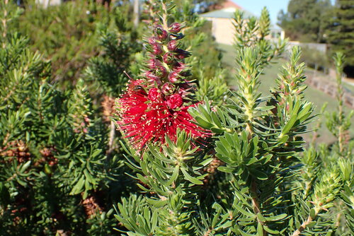 Kunzea baxteri, photograph 1