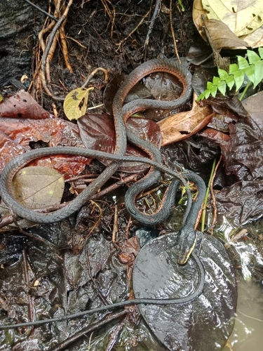 Photo of a Moluccan Flying Snake (Chrysopelea rhodopleuron)