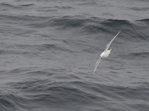iNaturalist image