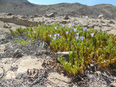 Nolana linearifolia