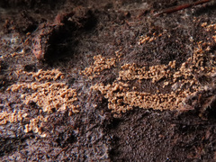 Merismodes connivens