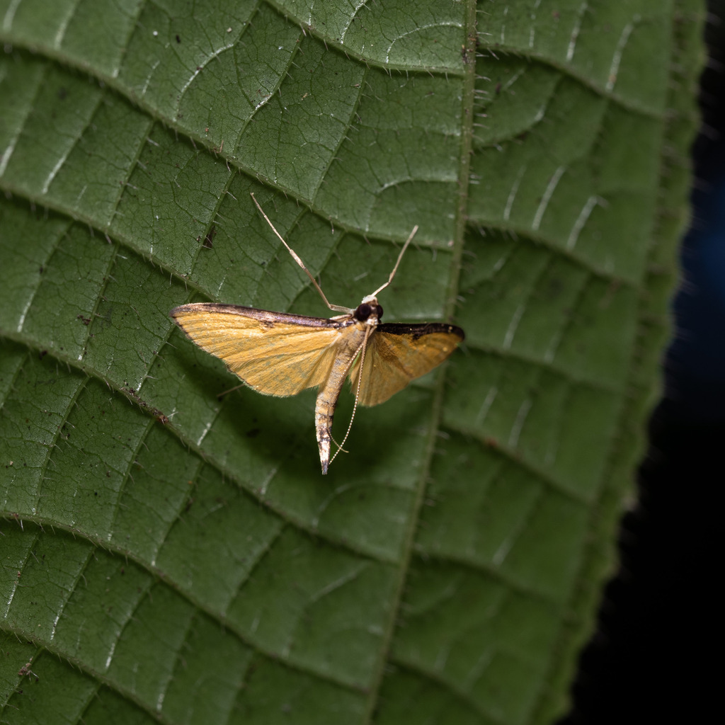 Bradina aureolalis