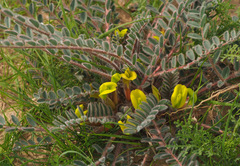 Astragalus caprinus