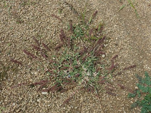 Image of Australian Bur-Grass (Tragus australianus) by (c) coenobita, some rights reserved (CC BY)