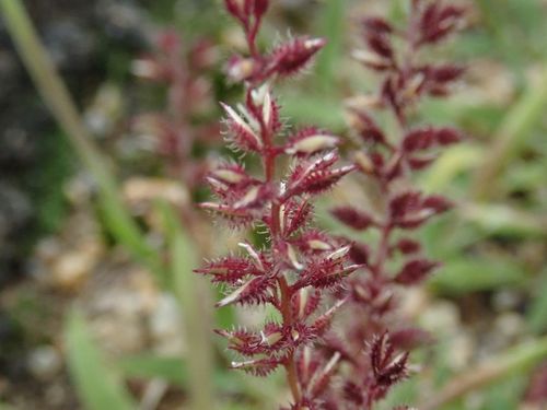Image of Australian Bur-Grass (Tragus australianus) by (c) coenobita, some rights reserved (CC BY)