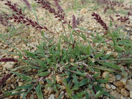 Image of Australian Bur-Grass (Tragus australianus) by (c) coenobita, some rights reserved (CC BY)