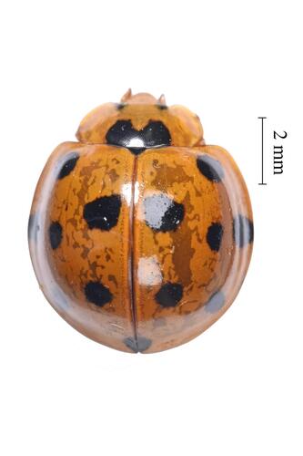 Greater Asian Lady Beetle