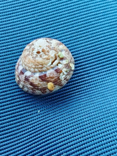 Gibbula adriatica observed 2026-03-31