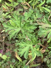 Geranium carolinianum