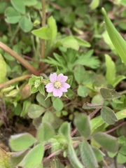 Geranium carolinianum