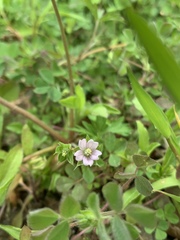 Geranium carolinianum
