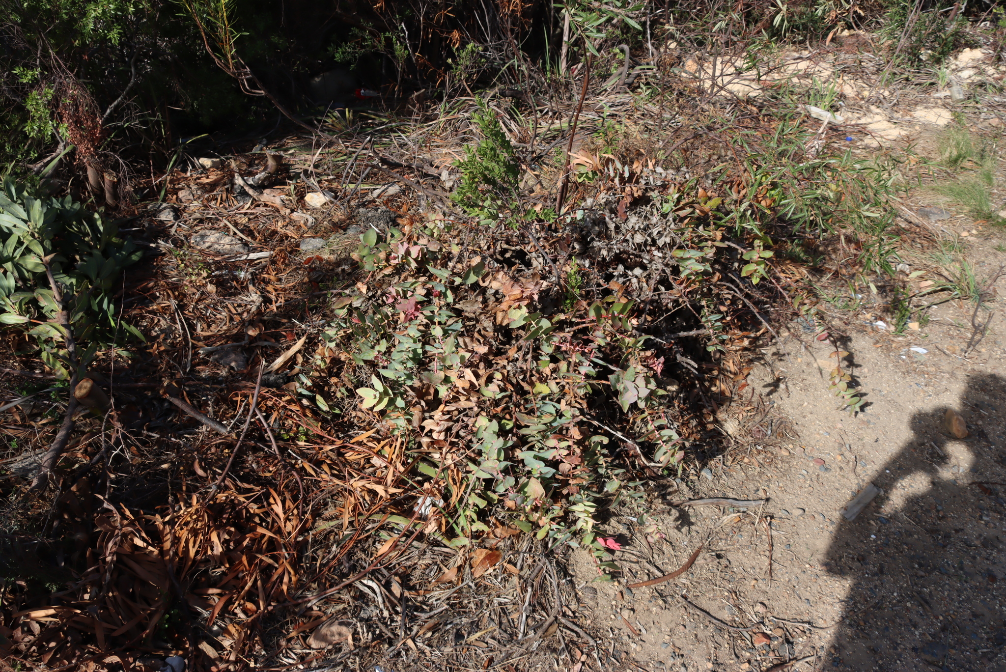 Clasping Sugarbush (Protea amplexicaulis)