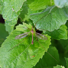 Tipula pseudocinerascens