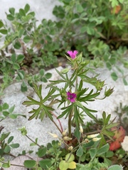 Geranium dissectum