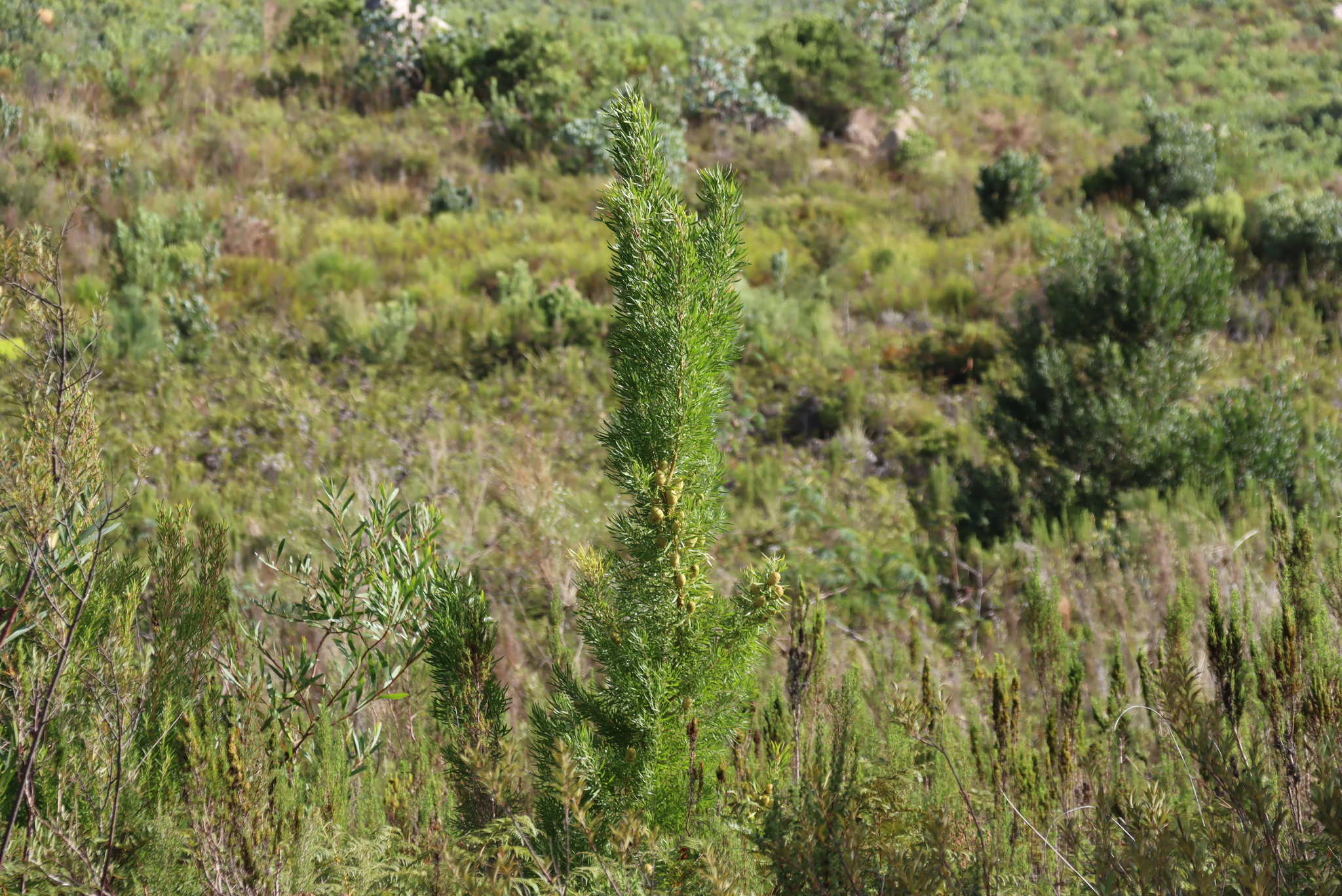 Stream Conebush (Leucadendron salicifolium)