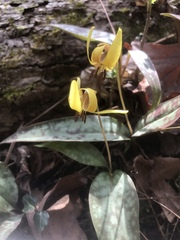 Erythronium umbilicatum