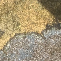 Rhizocarpon reductum