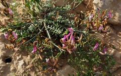 Astragalus sanctus
