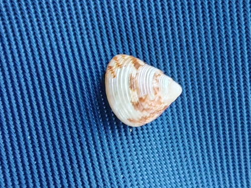 Gibbula adriatica observed 2026-03-31