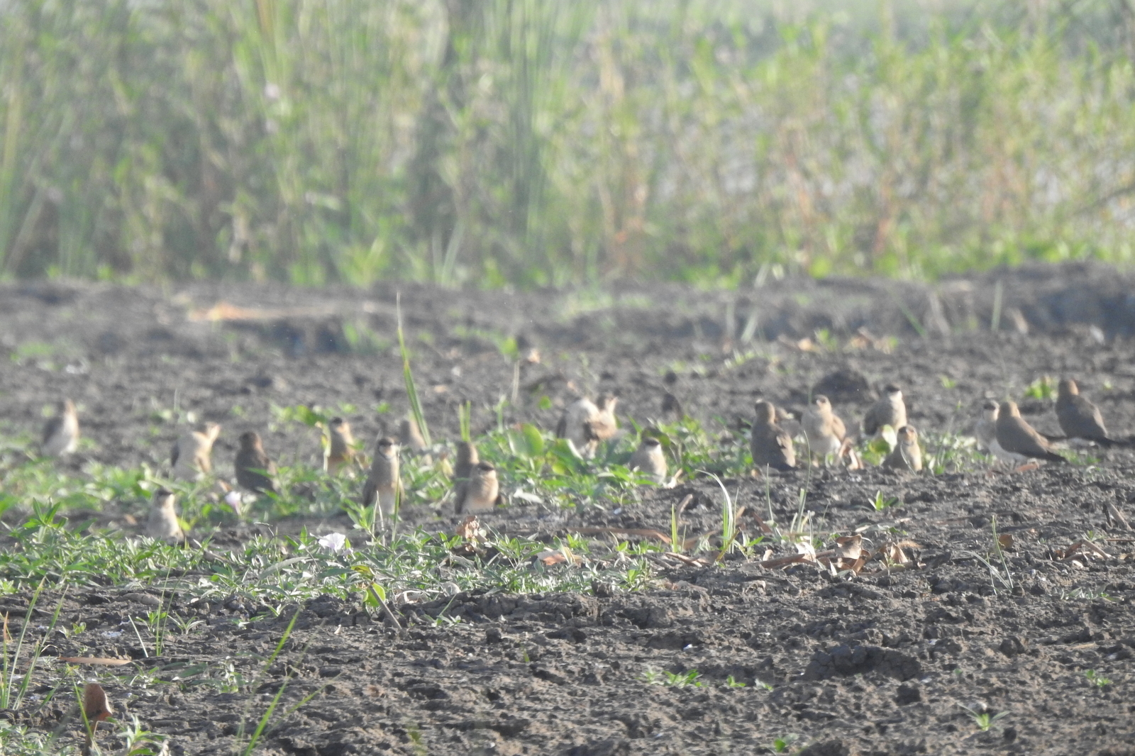 Oriental Pratincole (Glareola maldivarum), photo 7