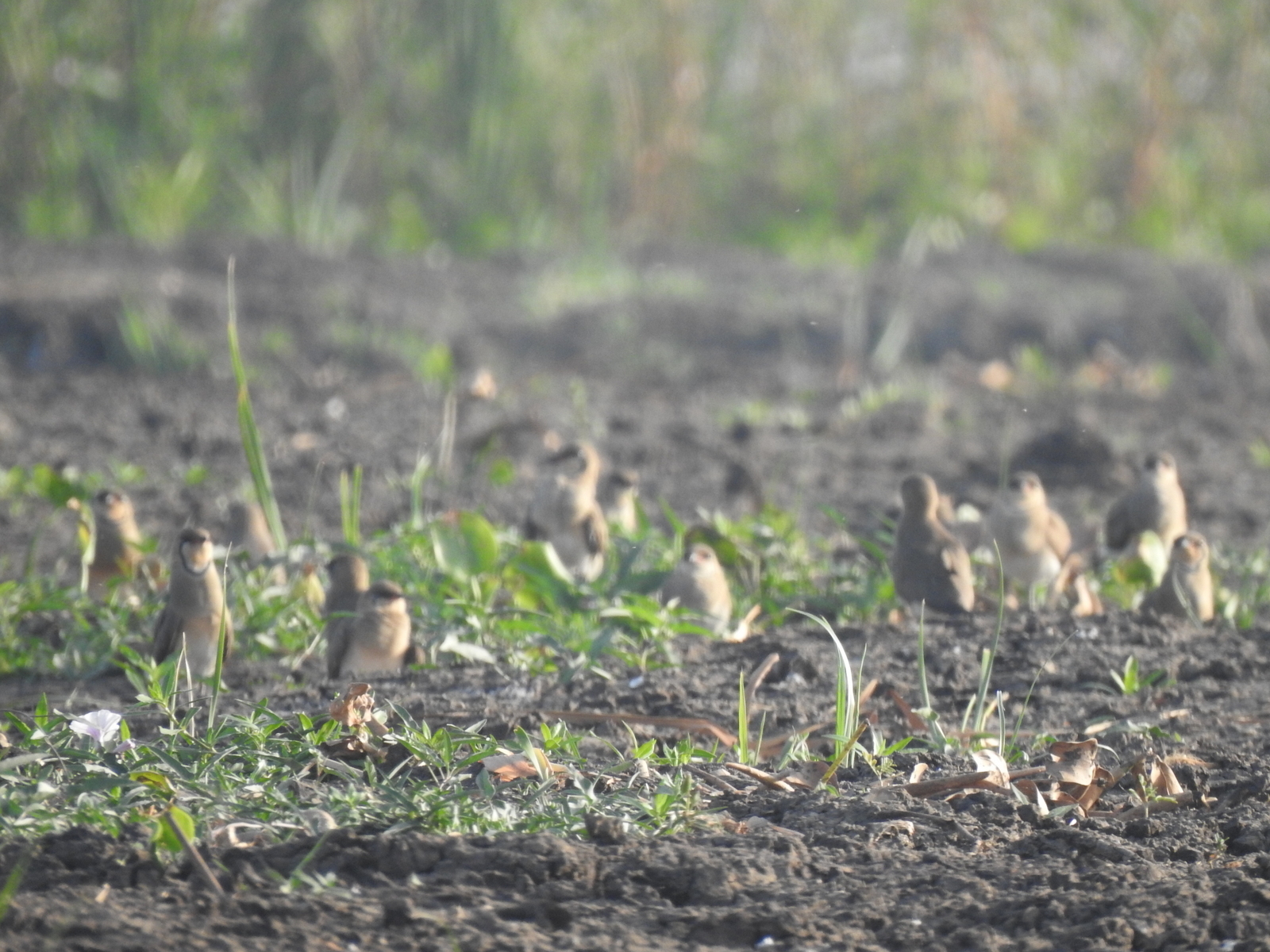 Oriental Pratincole (Glareola maldivarum), photo 8