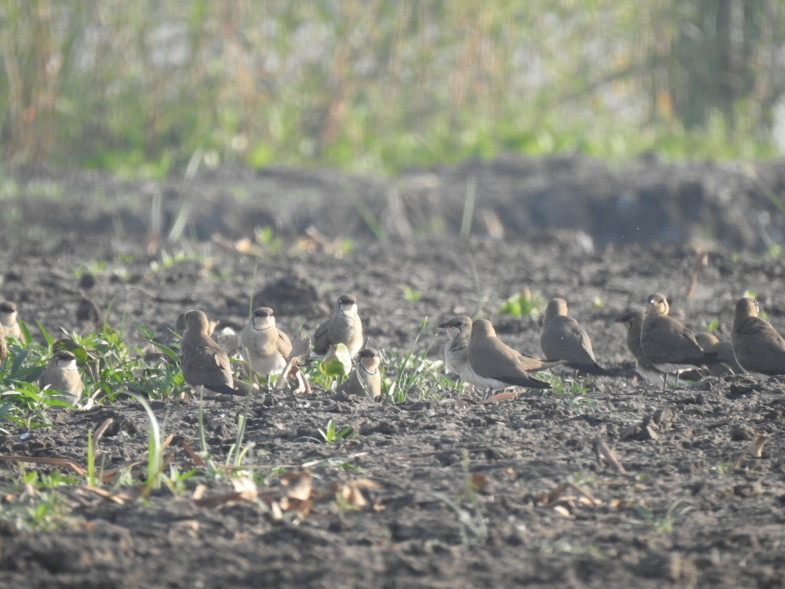 Oriental Pratincole (Glareola maldivarum), photo 9