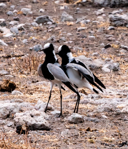 iNaturalist: (c) leonmine, some rights reserved (CC BY-NC) iNaturalist image