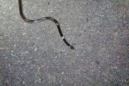 Malayan Banded Wolf Snake