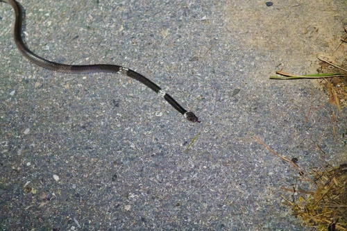 Malayan Banded Wolf Snake