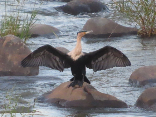 iNaturalist: (c) lenemph, some rights reserved (CC BY-NC) iNaturalist image