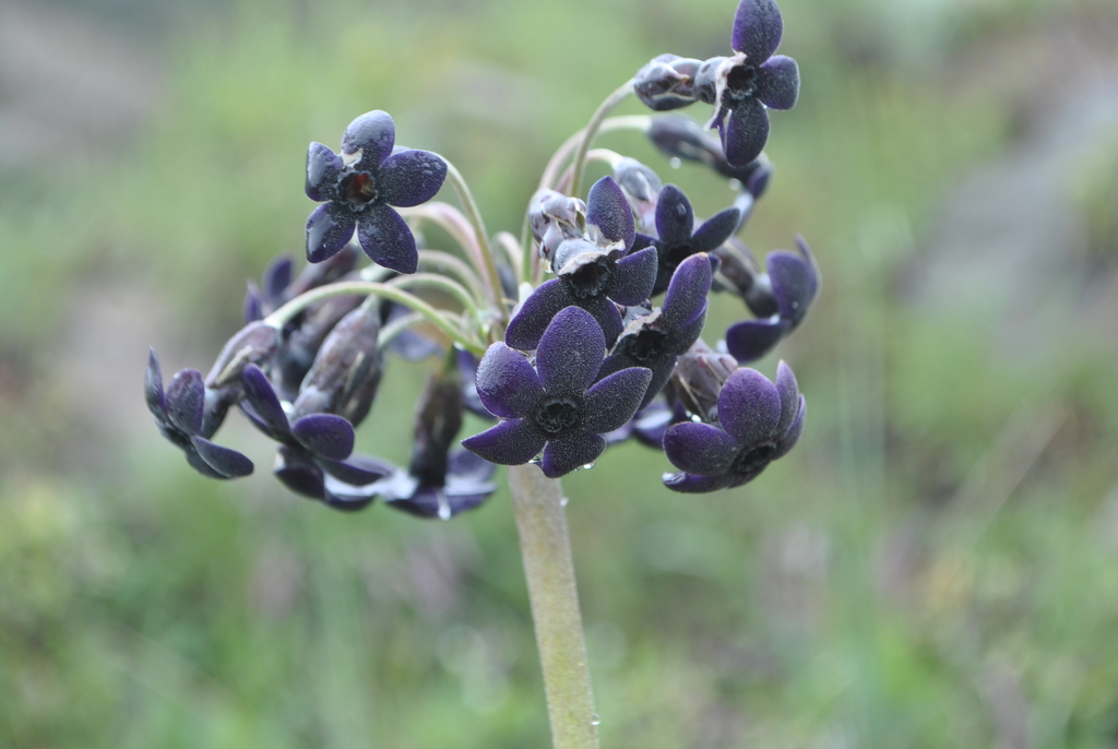 Primula melanantha