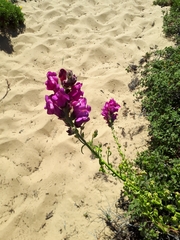 Antirrhinum majus