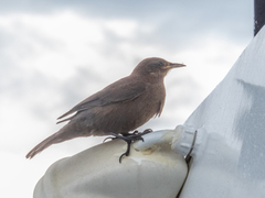 Cinclodes antarcticus