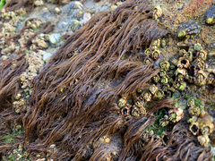 Melanosiphon intestinalis